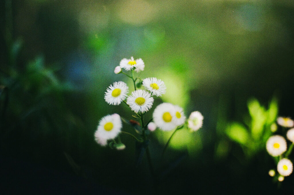 天王川公園内の花