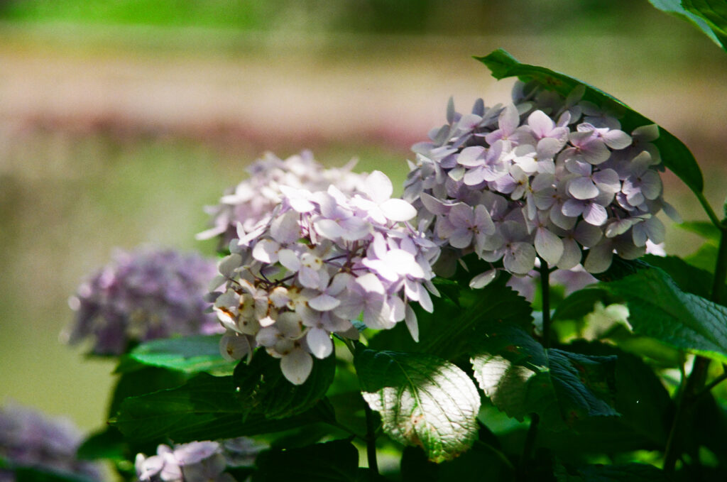 形原温泉 あじさいの里の木漏れ日の当たる白い紫陽花