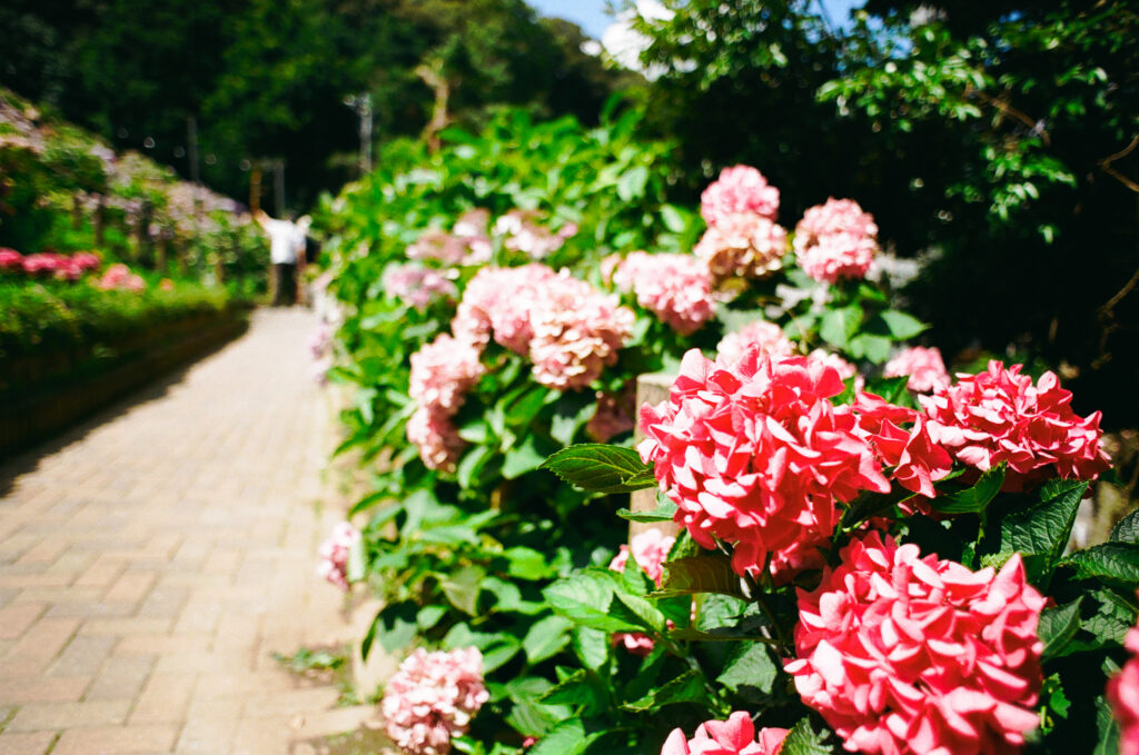 形原温泉 あじさいの里の道と紫陽花