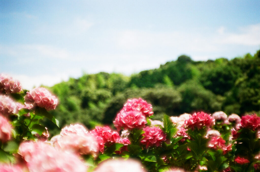 形原温泉 あじさいの里の青空と紫陽花