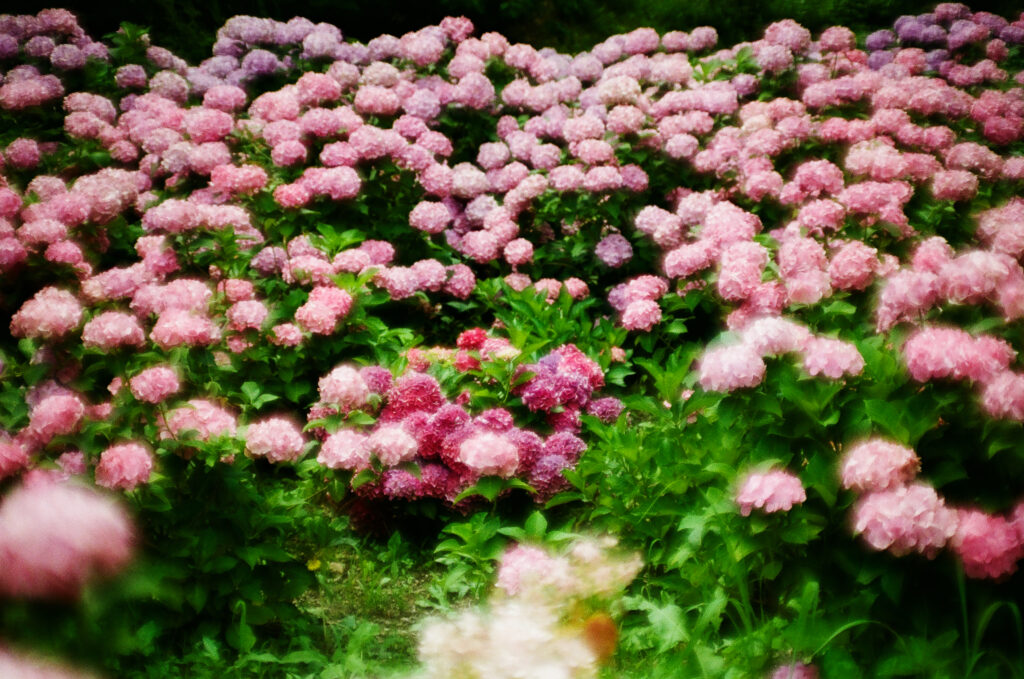 形原温泉 あじさいの里のピンク色の紫陽花に囲まれる赤い紫陽花