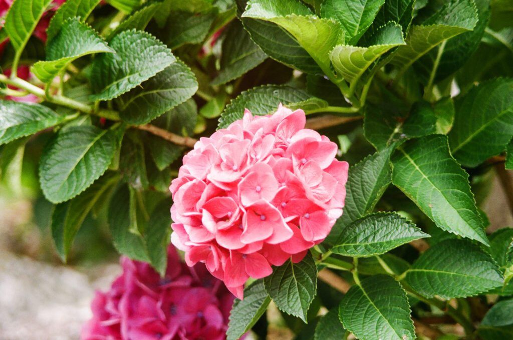 形原温泉 あじさいの里の1つのピンクの紫陽花