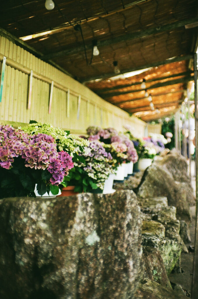 形原温泉 あじさいの里の横からの植木鉢に入った紫陽花