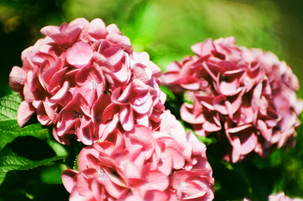 形原温泉 あじさいの里の赤い紫陽花の近づいた写真