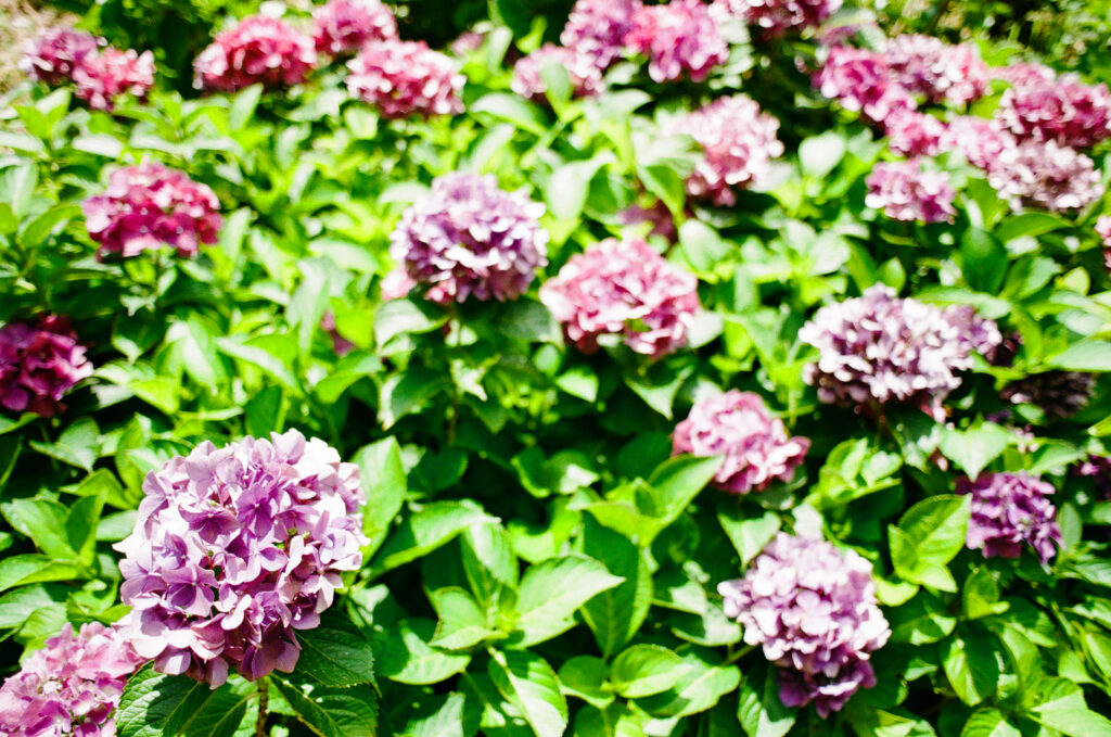 形原温泉 あじさいの里の写真いっぱいの紫陽花