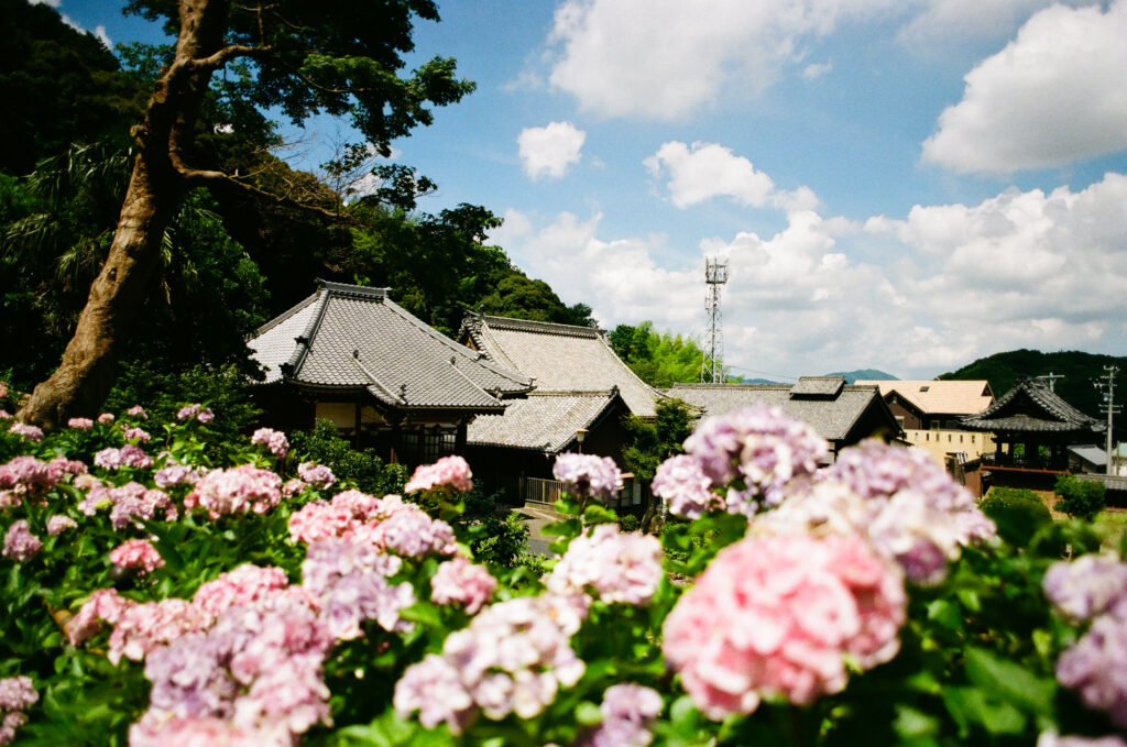 形原温泉 あじさいの里の紫陽花とお寺