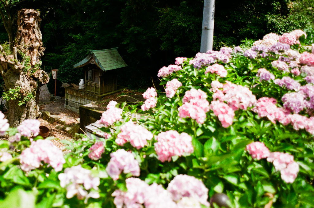 形原温泉 あじさいの里の紫陽花と祠