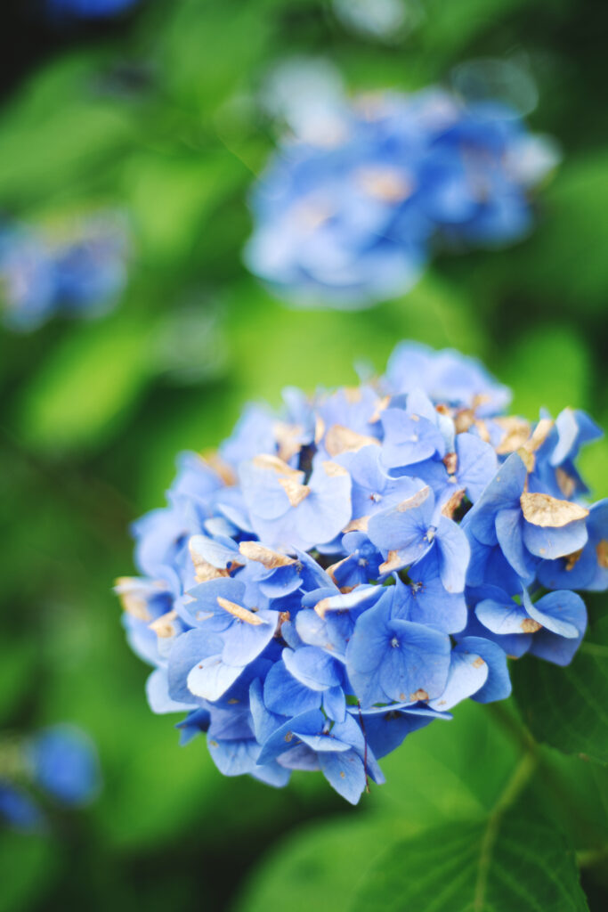 白鳥庭園の枯れかけの紫陽花