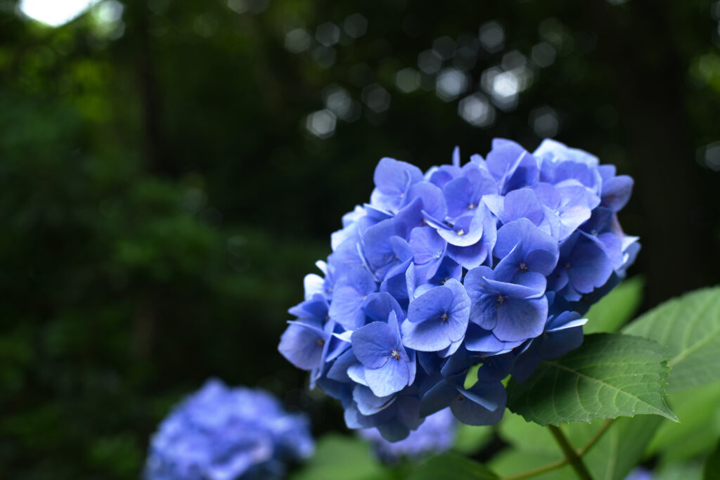 白鳥庭園の青い紫陽花