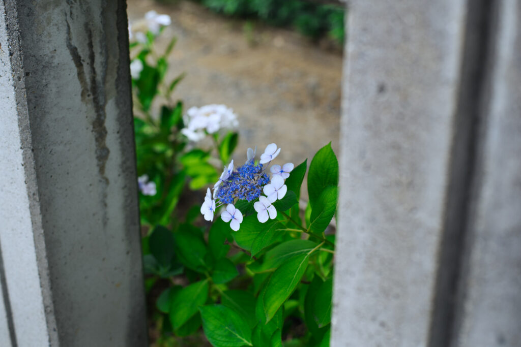 白鳥庭園の小さな紫陽花