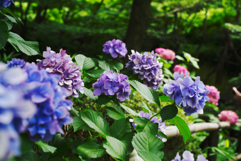 白鳥庭園の色んな色の紫陽花