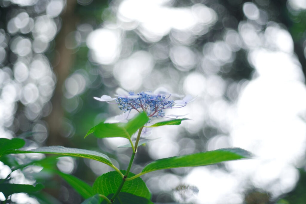 白鳥庭園の玉ボケ背景の紫陽花