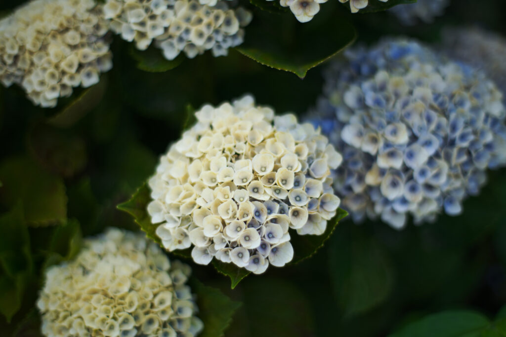 名城公園の二色の紫陽花