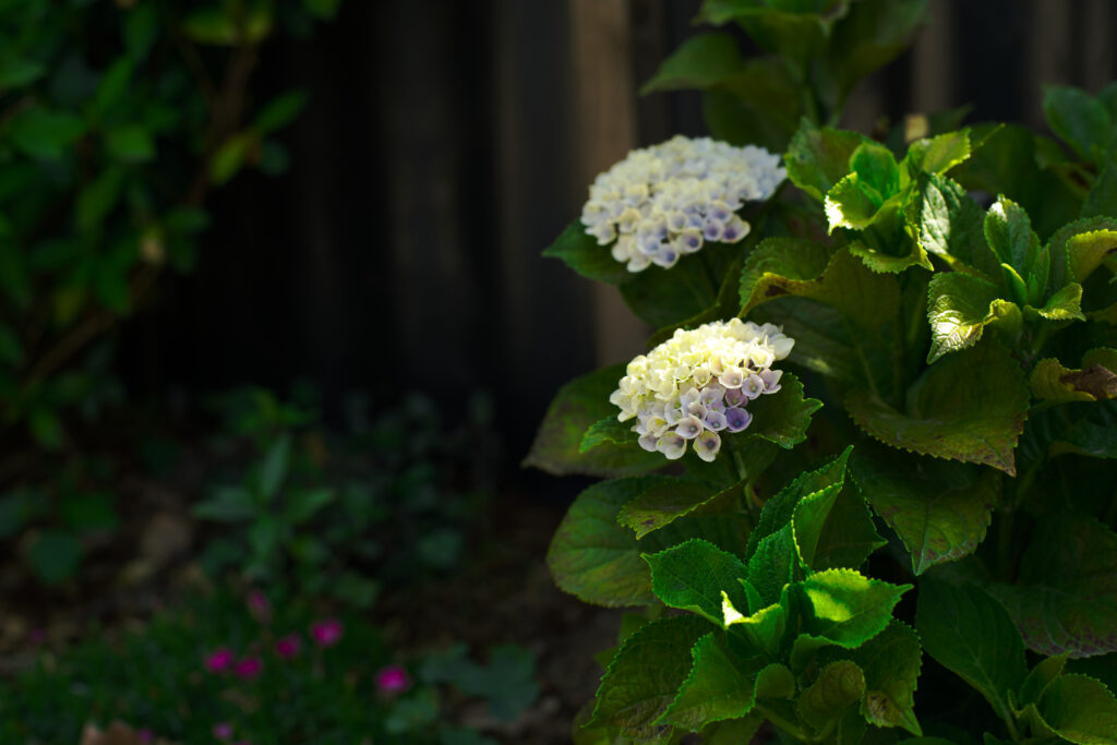 名城公園の光の当たる紫陽花