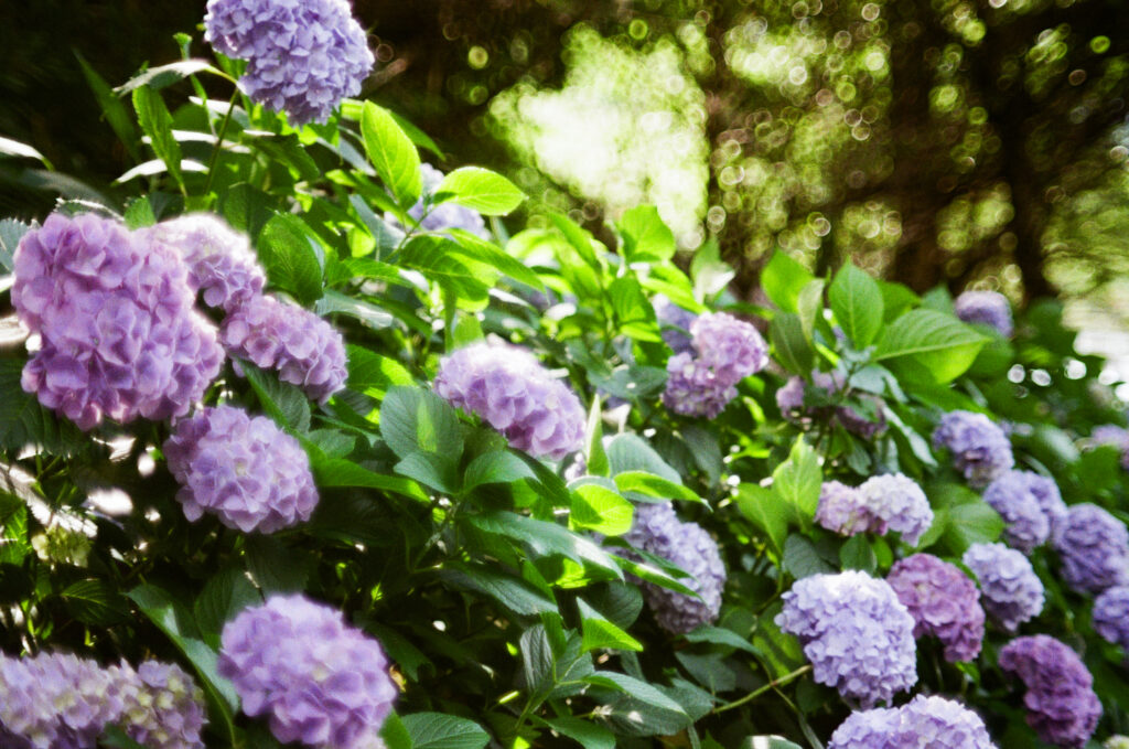 月見の森のバブルボケのある紫陽花