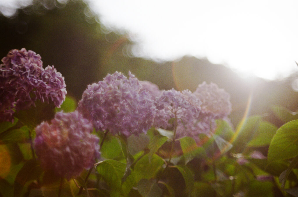 月見の森のゴーストのある紫陽花