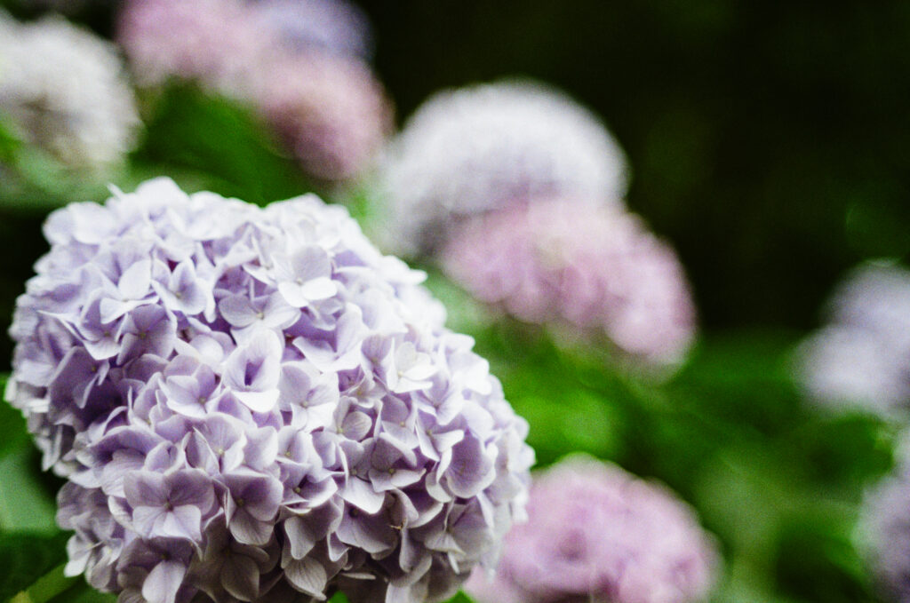 月見の森の薄紫の紫陽花