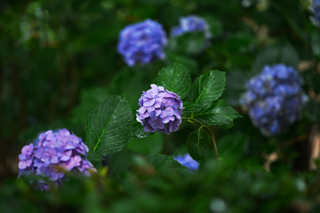 鶴舞公園の1つの紫陽花