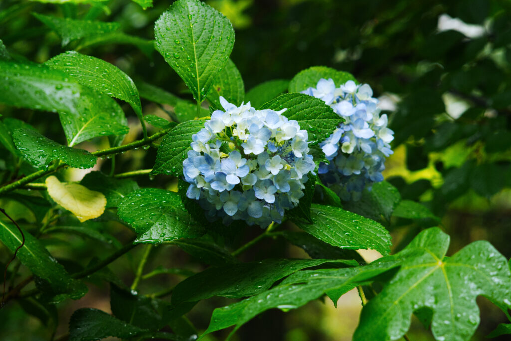 鶴舞公園の濡れた青白い紫陽花