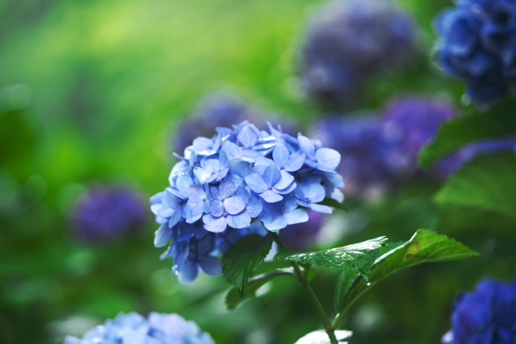 鶴舞公園の青い紫陽花