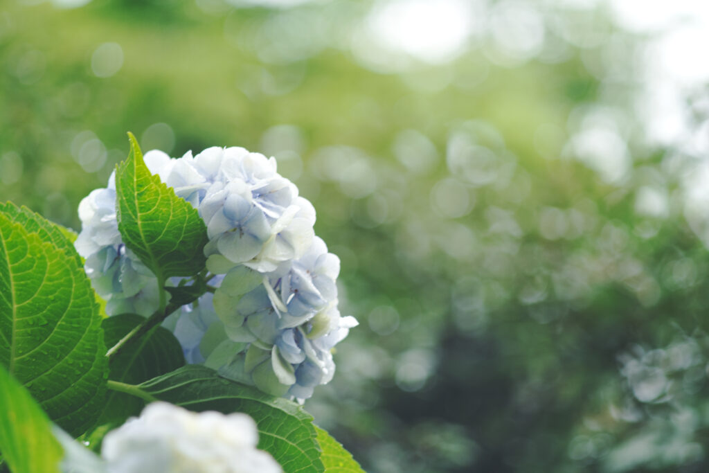 鶴舞公園の青白い紫陽花