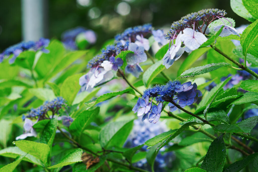 鶴舞公園のたくさんの紫陽花