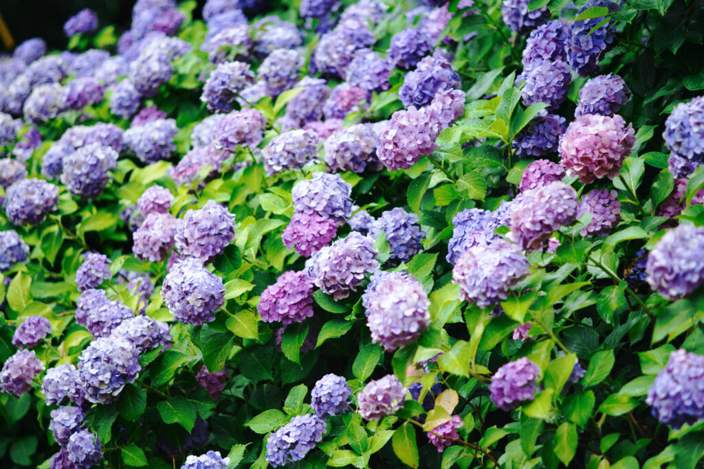 鶴舞公園の一面の紫陽花