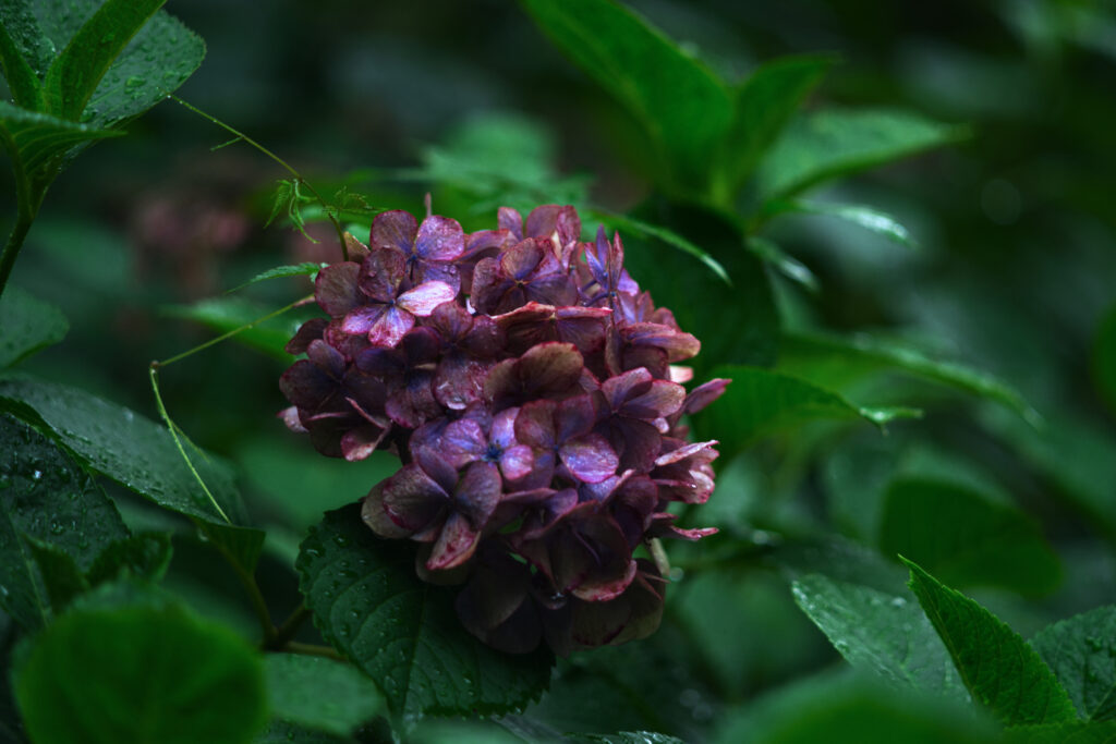 鶴舞公園の赤紫の紫陽花