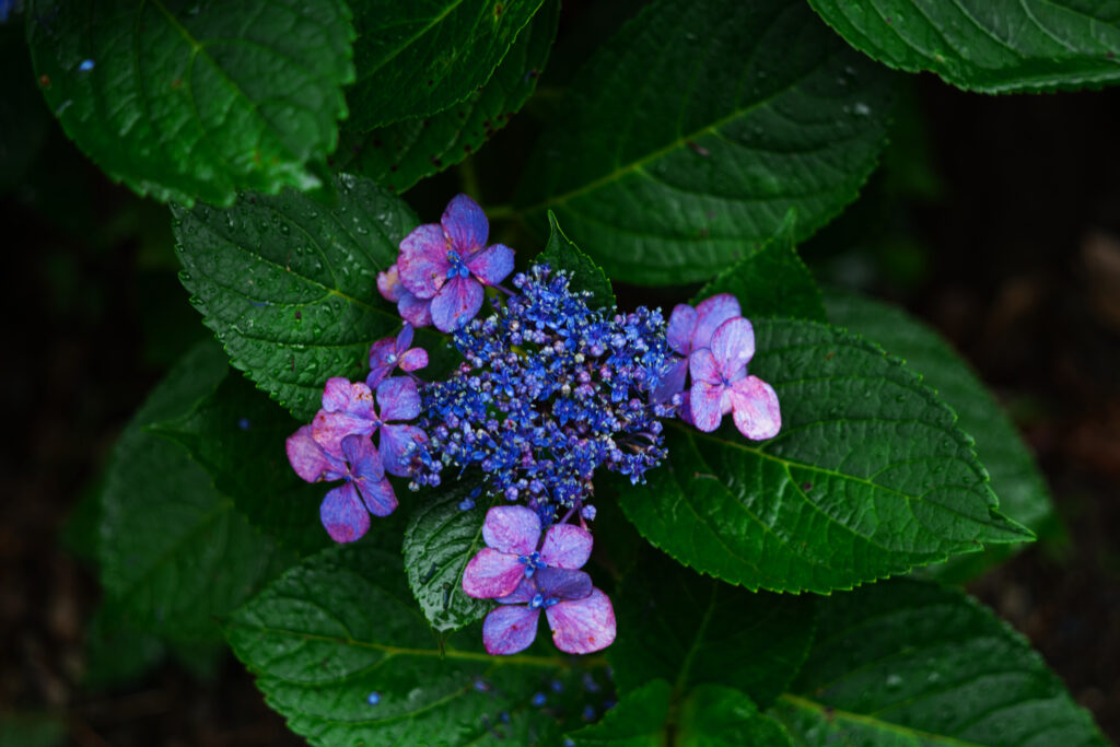 鶴舞公園の紫陽花