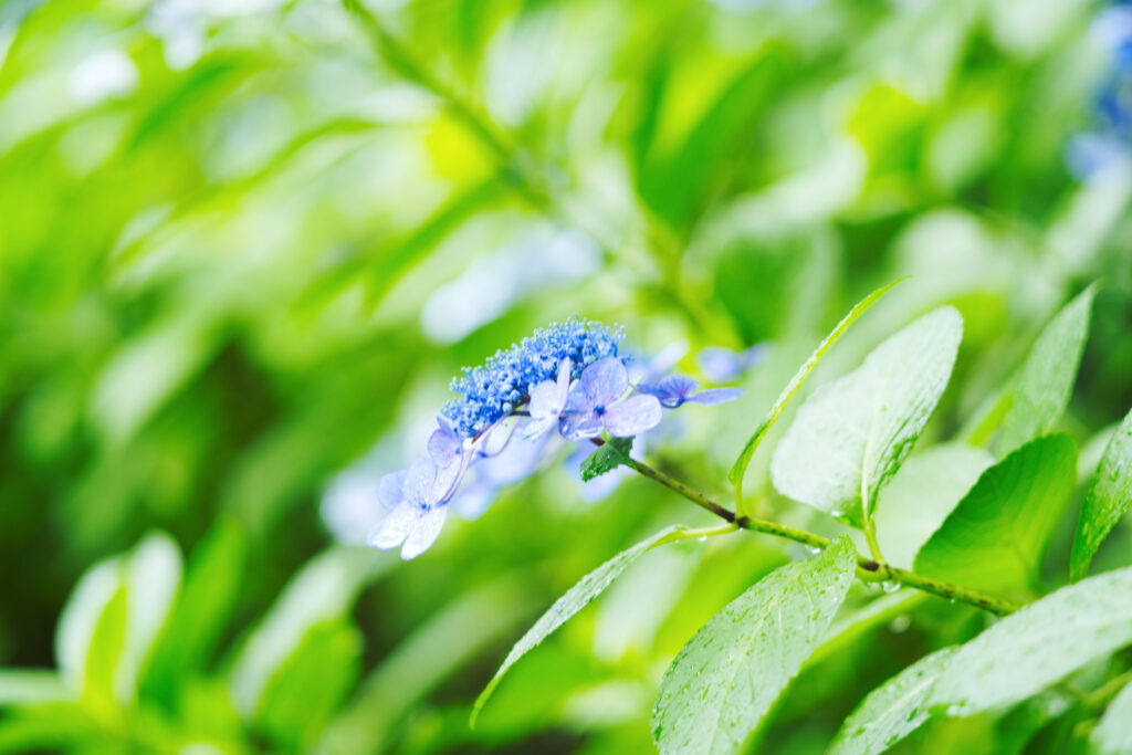 鶴舞公園の明るい紫陽花