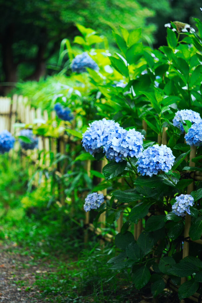 鶴舞公園の竹フェンスから咲く紫陽花