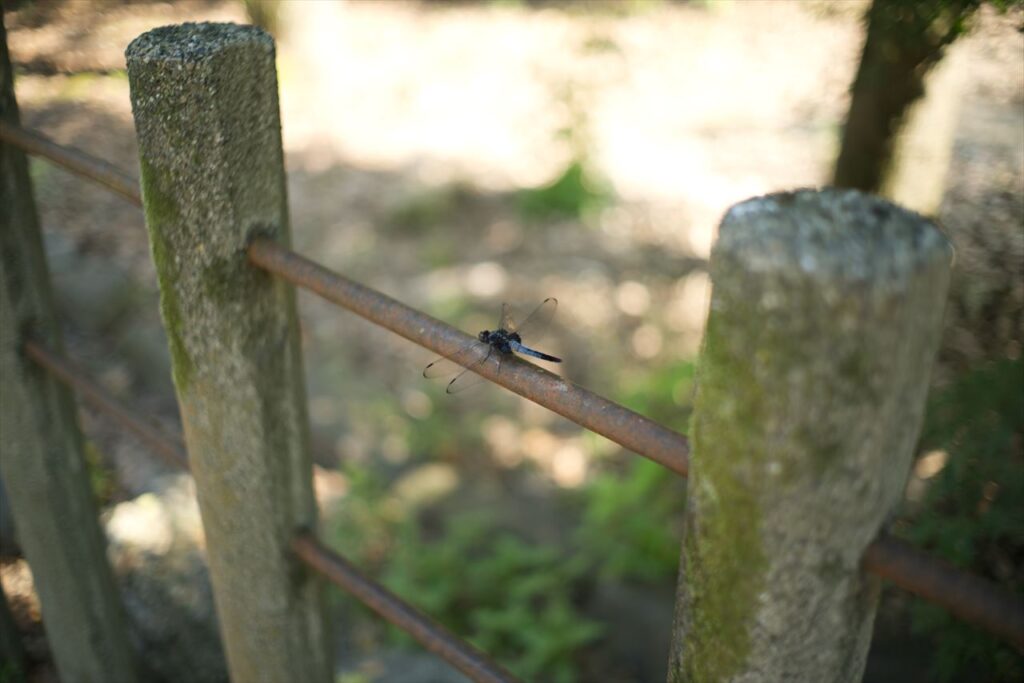 大垣城近くの道にいたトンボ